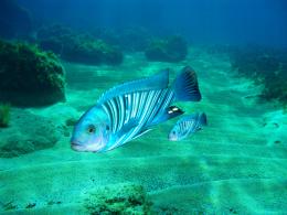 fishbook